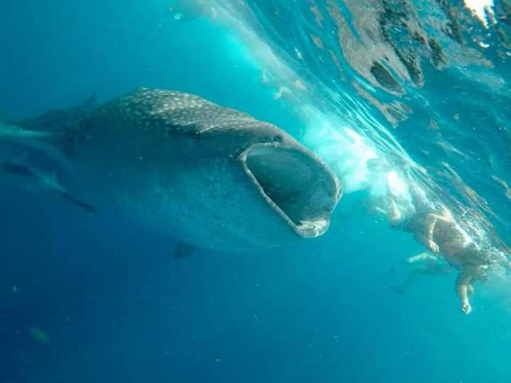 Cancun Ocean View Playa Del Nino エクステリア 写真